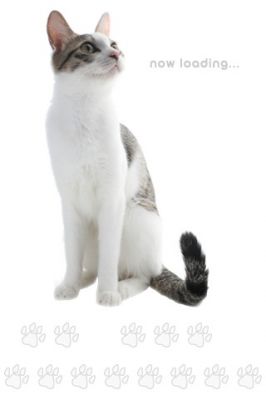 SingingCat